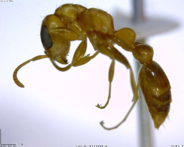 Image of Pseudomyrmex