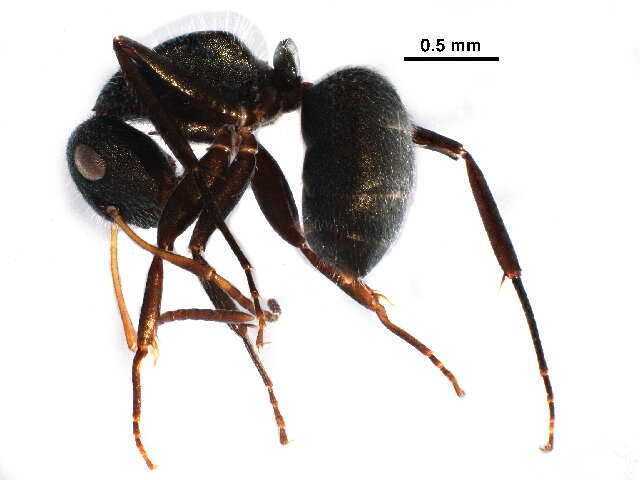 Plancia ëd Camponotus