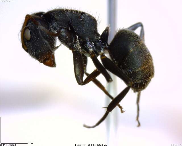 Plancia ëd Camponotus