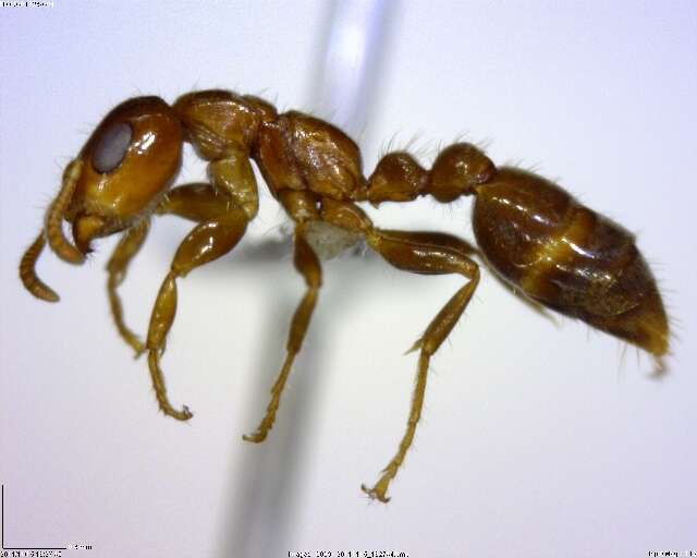 Image of Pseudomyrmex