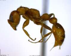 Image of Pseudomyrmex