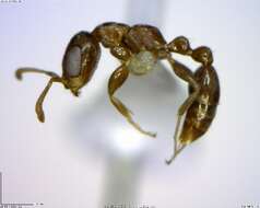 Image of Ant