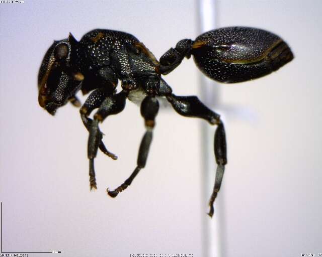 Cephalotes multispinosus (Norton 1868) resmi