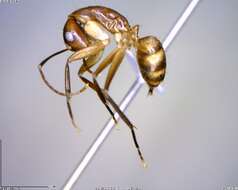 Plancia ëd Camponotus