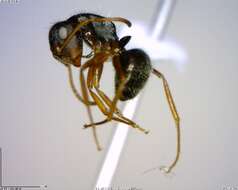 Plancia ëd Camponotus