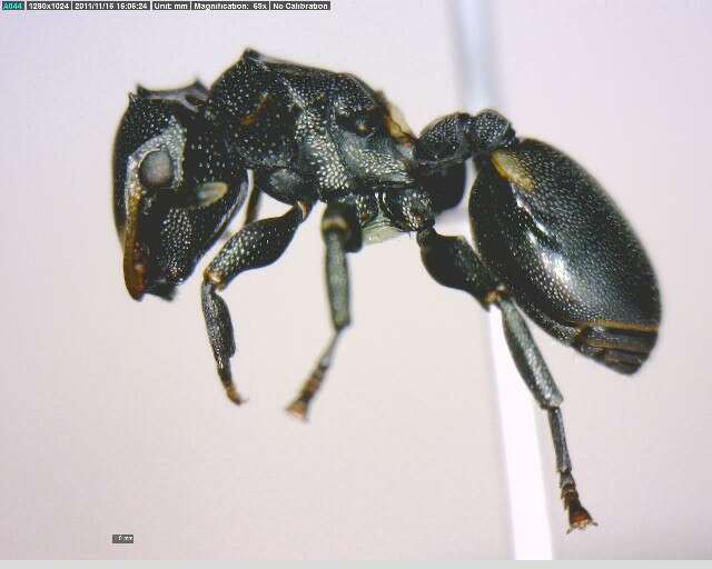 Cephalotes multispinosus (Norton 1868) resmi