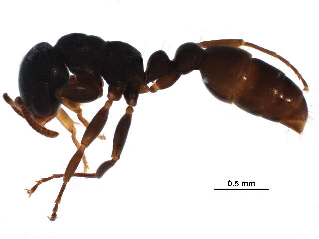 Image of Pseudomyrmex