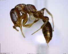 Image of Ant