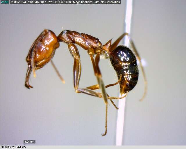 Image of Trap-jaw Ants