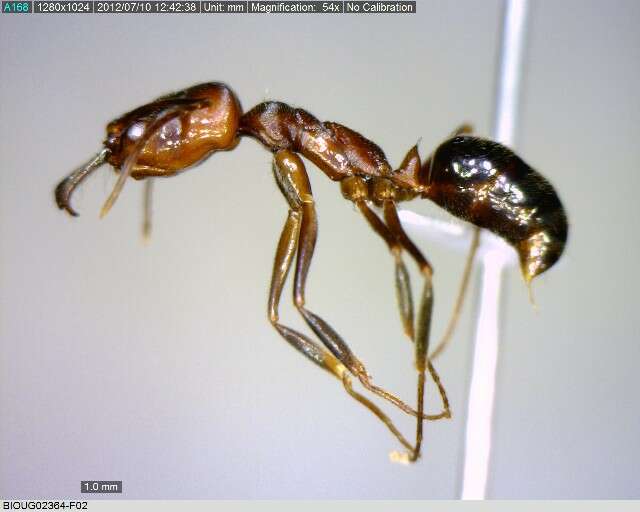 Image of Trap-jaw Ants