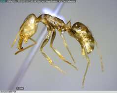 Image of Trap-jaw Ants