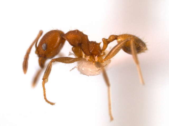 Image of Pheidole anastasii Emery 1896