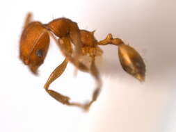 Image of Pheidole anastasii Emery 1896