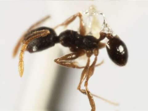 Image of <i>Pheidole rugiceps</i>