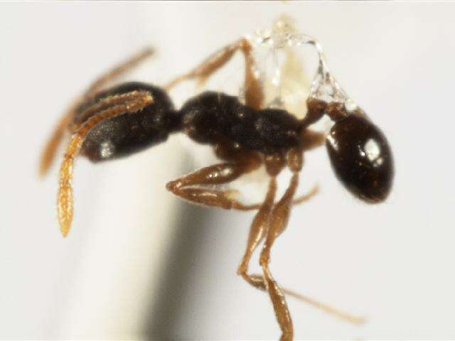 Imagem de <i>Pheidole rugiceps</i>