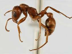 صورة Pseudomyrmex spinicola (Emery 1890)