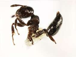 Crematogaster resmi