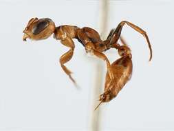 Image of Pseudomyrmex nigropilosus (Emery 1890)