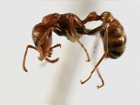 Image of Pseudomyrmex spinicola (Emery 1890)