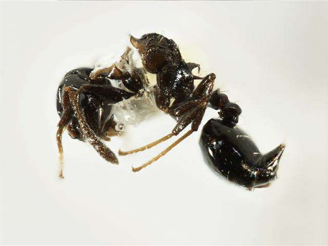 Crematogaster resmi