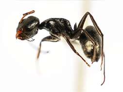 Plancia ëd Camponotus