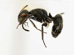 Plancia ëd Camponotus