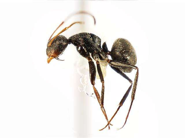 Plancia ëd Camponotus planatus Roger 1863