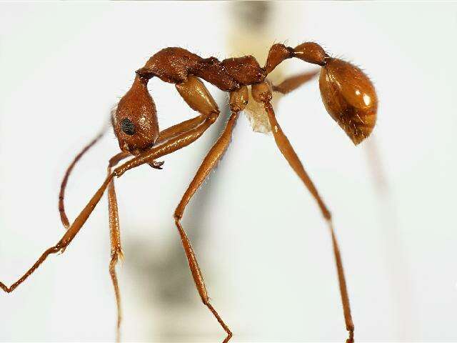 Image of Aphaenogaster