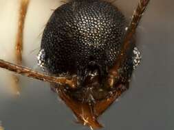 Image of <i>Pheidole rugiceps</i>