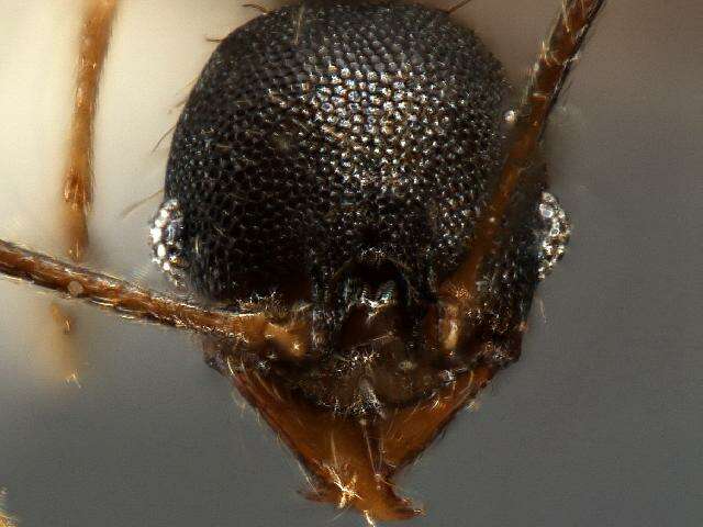 Image of <i>Pheidole rugiceps</i>