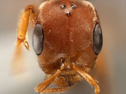 Image of Pseudomyrmex spinicola (Emery 1890)