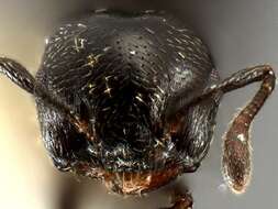 Crematogaster resmi