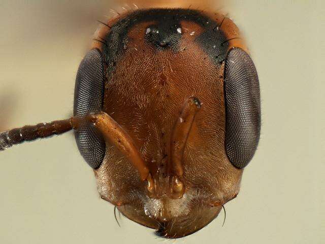 Image of Pseudomyrmex nigropilosus (Emery 1890)