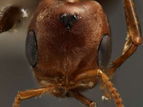 Image of Pseudomyrmex spinicola (Emery 1890)