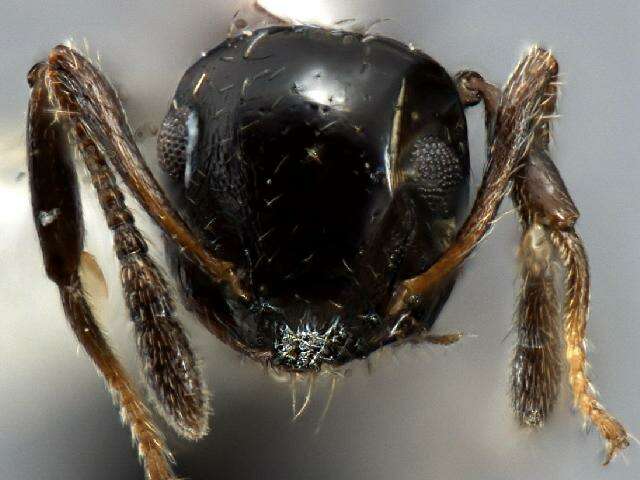 Crematogaster resmi