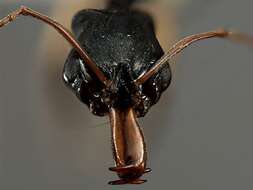 Imagem de Odontomachus