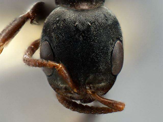 Image of <i>Pseudomyrmex flavicornis-b</i>