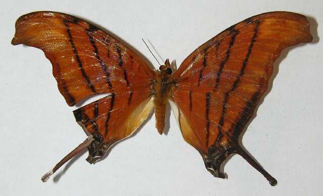 Image of Ruddy Daggerwing