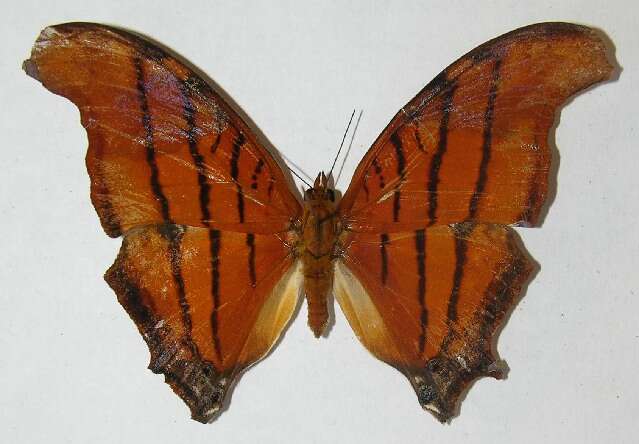 Image of Ruddy Daggerwing