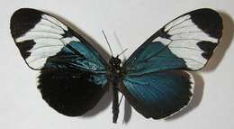 Image of <i>Heliconius leuce</i>