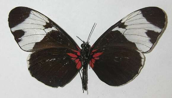 Image of <i>Heliconius leuce</i>