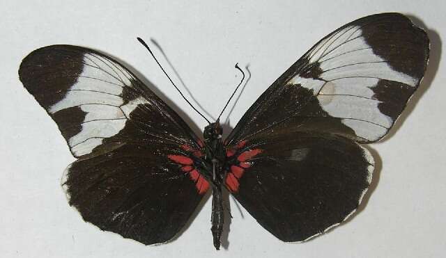 Image of <i>Heliconius leuce</i>