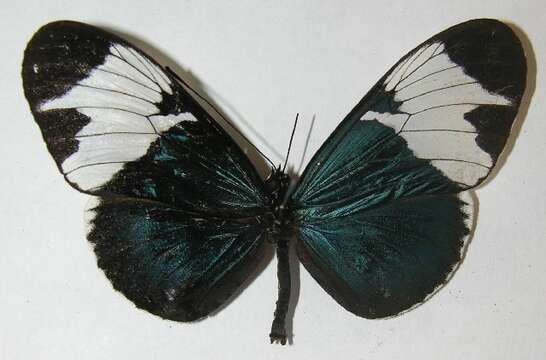 Image of <i>Heliconius leuce</i>