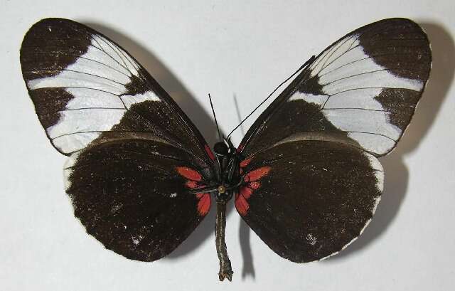 Image of <i>Heliconius leuce</i>