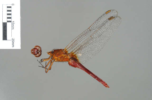 Imagem de Rhodothemis rufa (Rambur 1842)