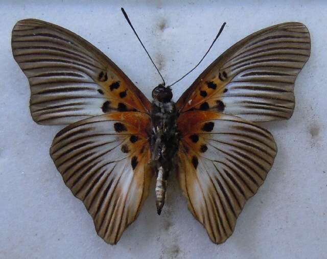 Image of <i>Euptera mirifica</i>
