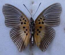 Image of <i>Euptera grepi</i>