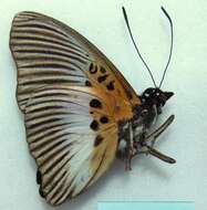 Image of <i>Euptera grepi</i>