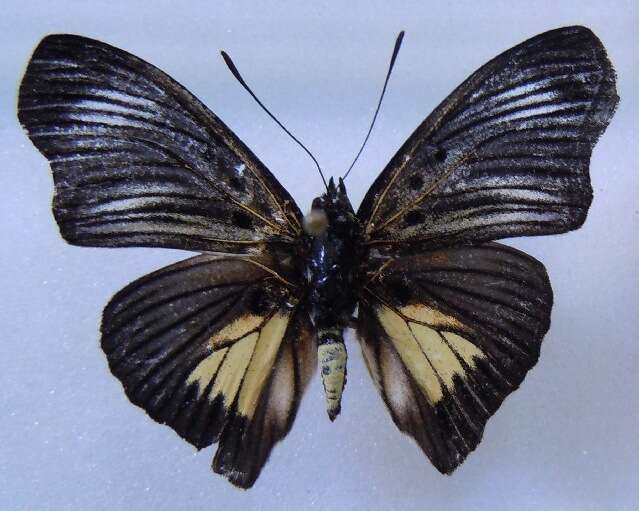 Image of <i>Euptera fallax</i>