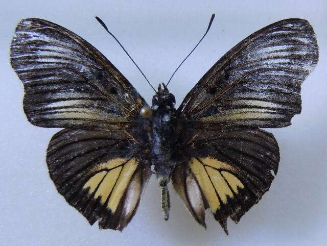 Image of <i>Euptera fallax</i>